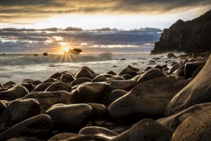 Cattle i green first good