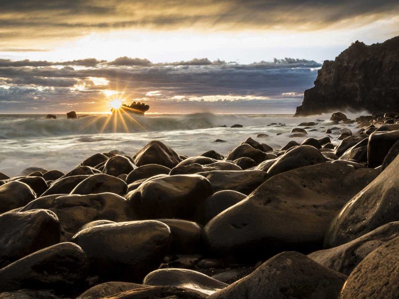 Cattle i green first good